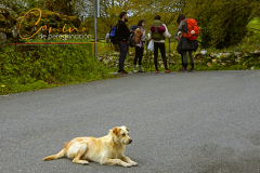 Camino-de-peregrinacion