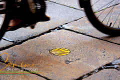 Camino-de-peregrinacion